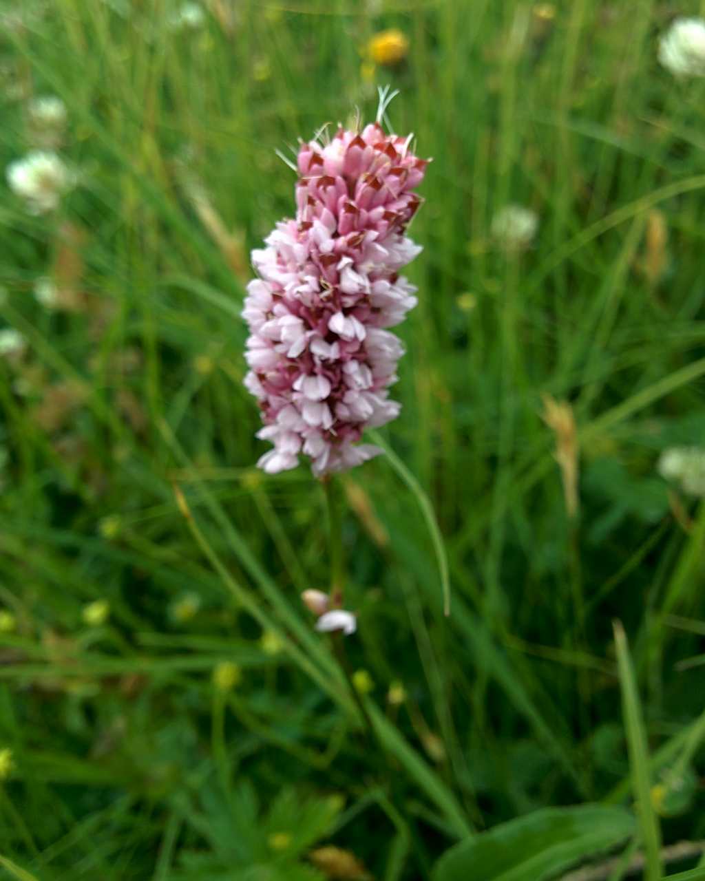 Bistorta officinalis